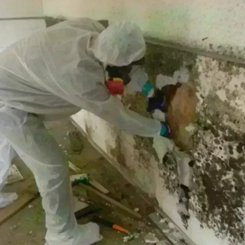 Mold Remediation and Removal in Otoe County, NE